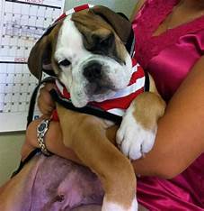 Dog Lover Feedback